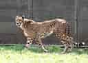 動物図鑑・チーター 11